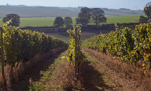 Putting Norfolk wine on the map